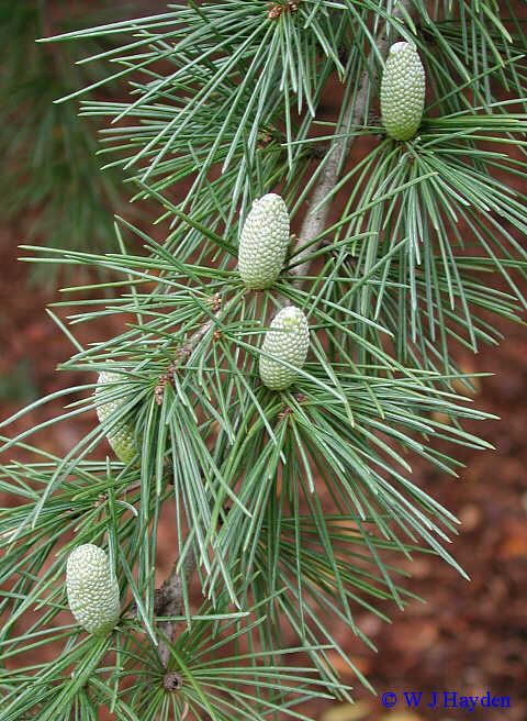 Cedrus deodara Cedrus deodara Deodar cedar Pinus deodara