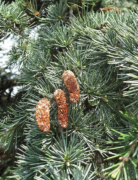 Cedrus libani Cedrus libani Cedar Of Lebanon PFAF Plant Database