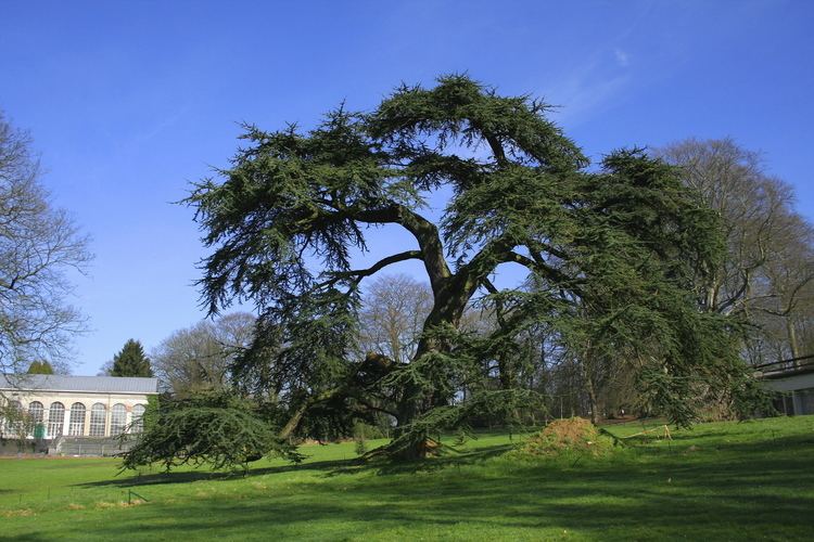 Cedrus libani Cedrus libani A Rich Checklist View