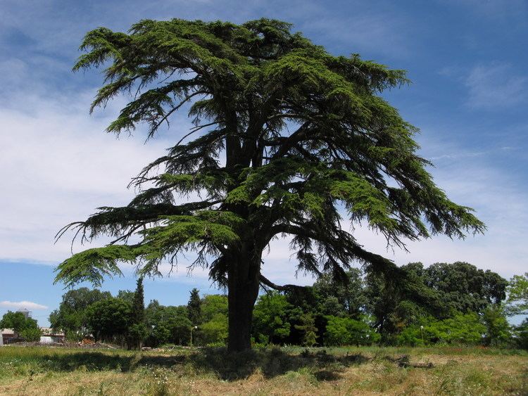 Cedrus libani FileCedrus libani Palacio de Ibarrajpg Wikimedia Commons