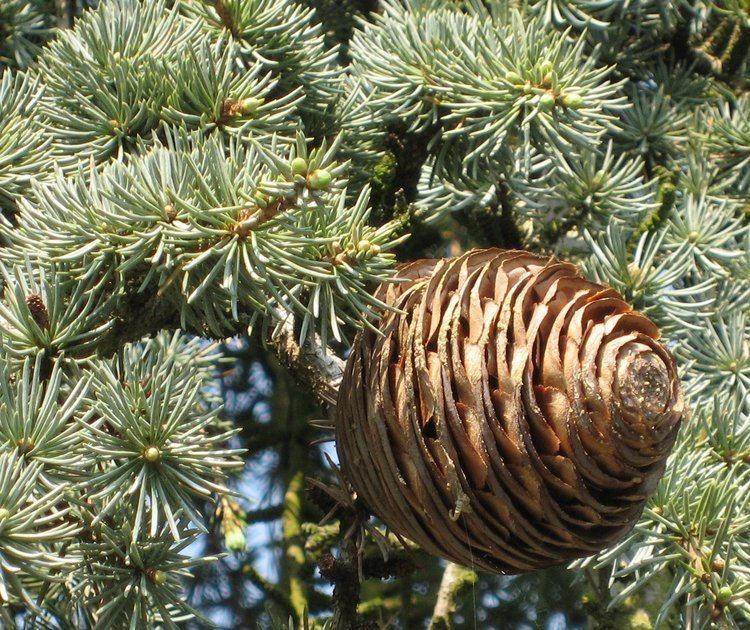 Cedrus libani Trees Planet Cedrus libani Cedar of Lebanon