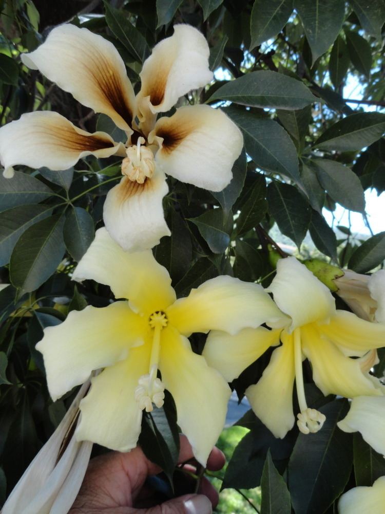 Ceiba chodatii Ceiba chodatii quotYuchnquot Trees amp Woods Pinterest Search