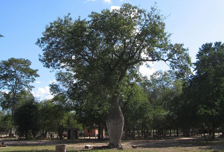 Ceiba chodatii Paraguay Chaco Palo borracho samu39 Ceiba chodatii Flickr