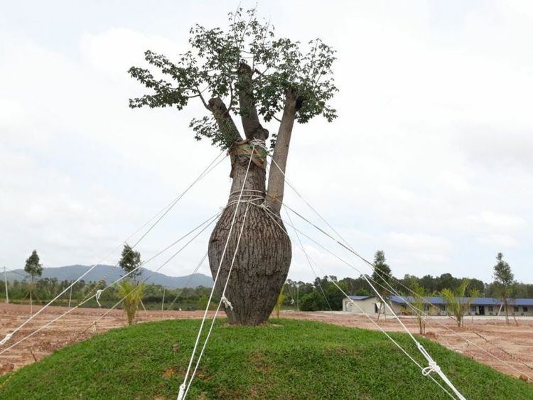 Ceiba chodatii Kuala Nerus council says contractor paid for RM180000 trees