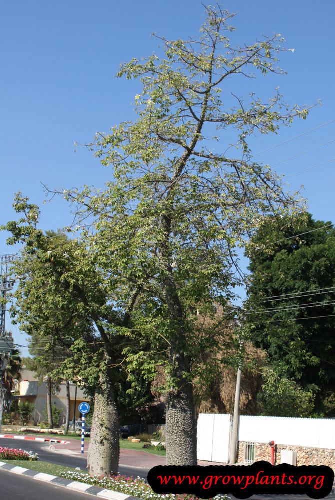 Ceiba chodatii Ceiba chodatii Growing Grow Plants