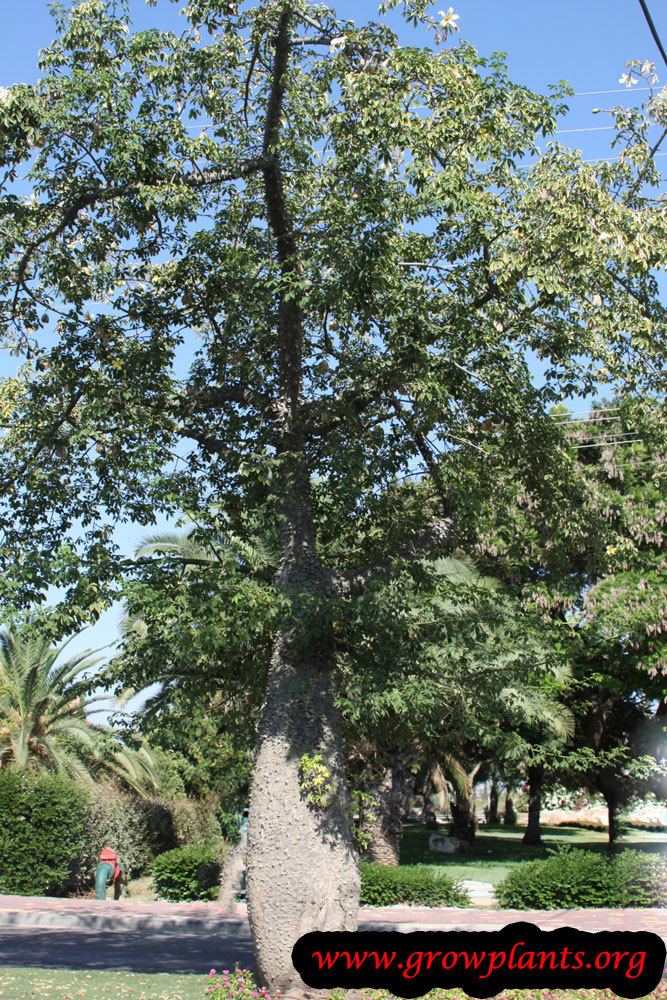 Ceiba chodatii Ceiba chodatii Growing Grow Plants