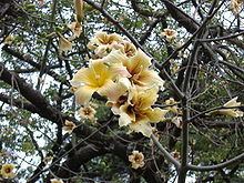 Ceiba chodatii httpsuploadwikimediaorgwikipediacommonsthu