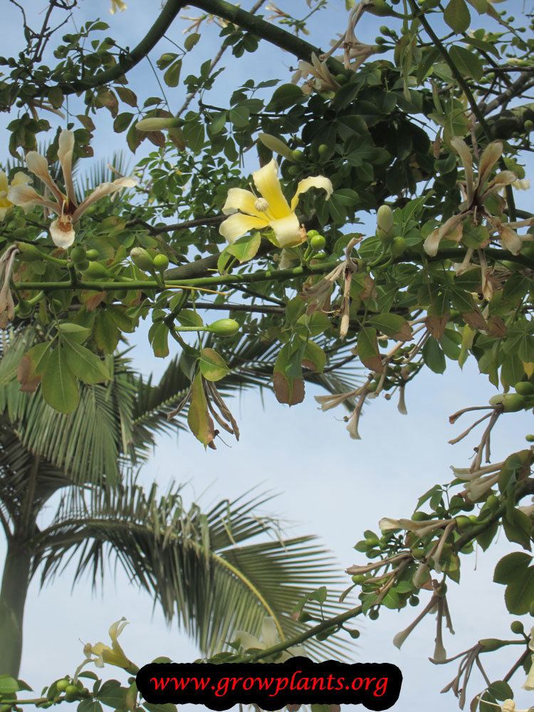 Ceiba chodatii Ceiba chodatii Growing Grow Plants