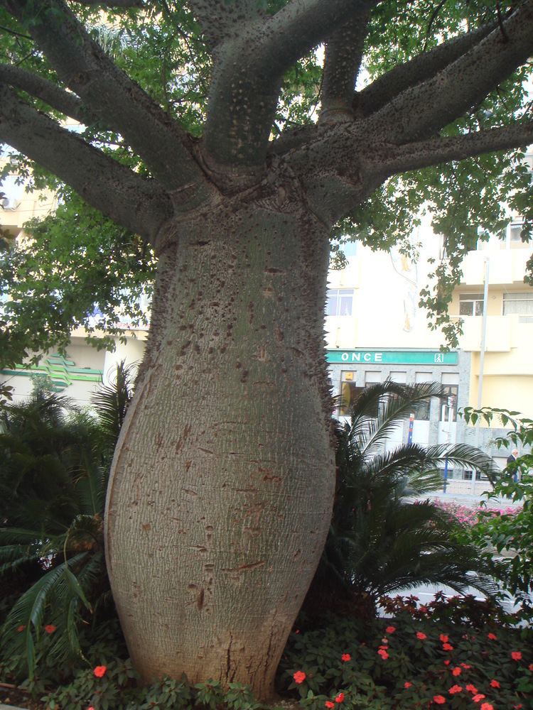 Ceiba chodatii Ceiba chodatii Wikiwand