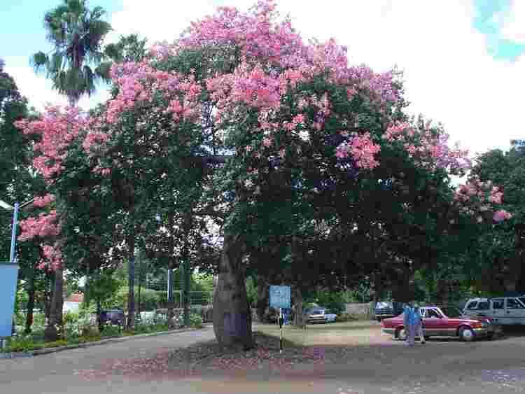 Ceiba speciosa Flora of Zimbabwe Cultivated species information individual