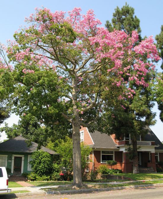 Ceiba speciosa UFEI SelecTree A Tree Selection Guide