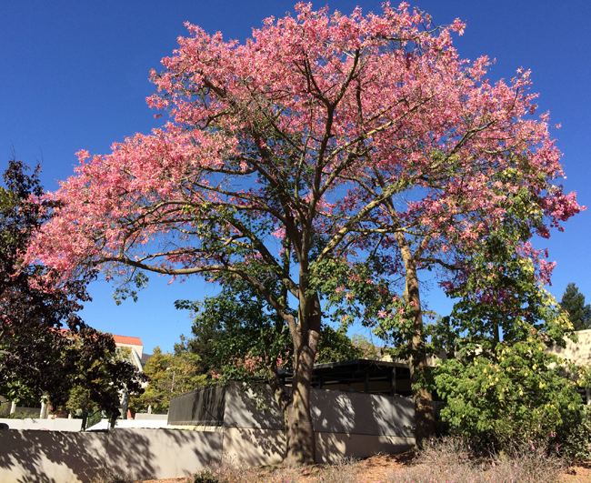 Ceiba speciosa httpsselectreecalpolyeduimages030051origi