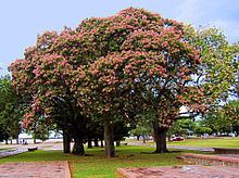 Ceiba speciosa Ceiba speciosa Wikipedia