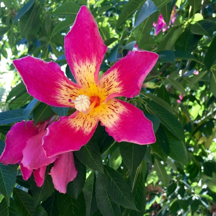 Ceiba speciosa Daily Flower Candy Ceiba speciosa The Frustrated Gardener