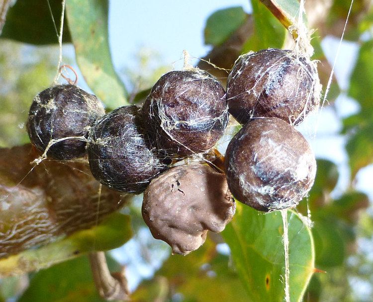 Celaenia excavata Celaenia excavataFriends of Queens Park Bushland Friends of Queens