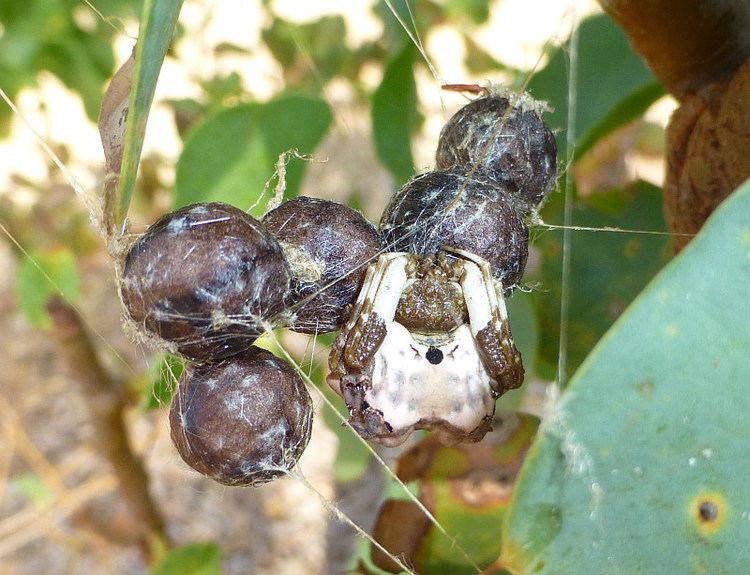 Celaenia excavata Celaenia excavataFriends of Queens Park Bushland Friends of Queens