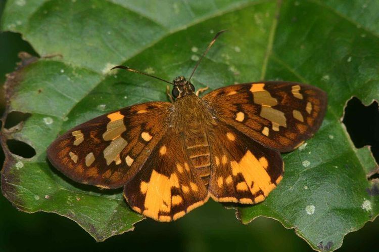 Celaenorrhinus Butterflies of Ghana