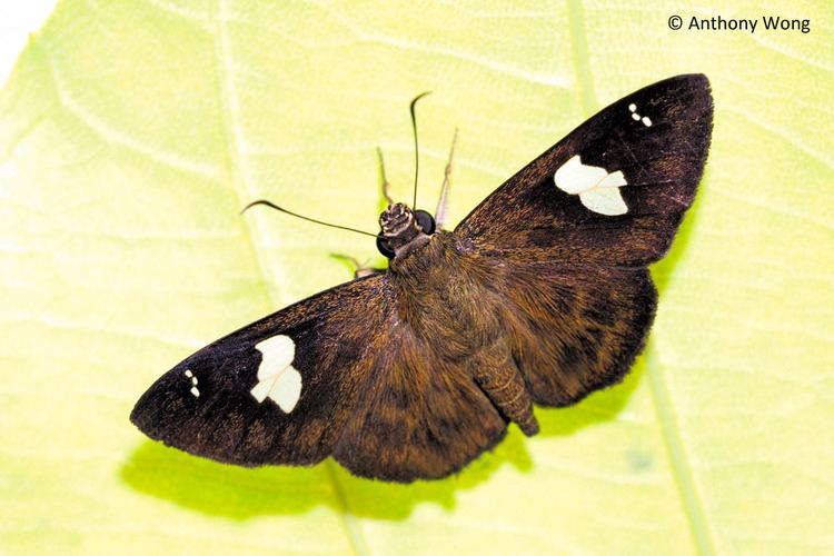 Celaenorrhinus ButterflyCircle Checklist