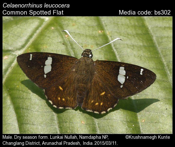 Celaenorrhinus Celaenorrhinus leucocera Common Spotted Flat Butterflies of India