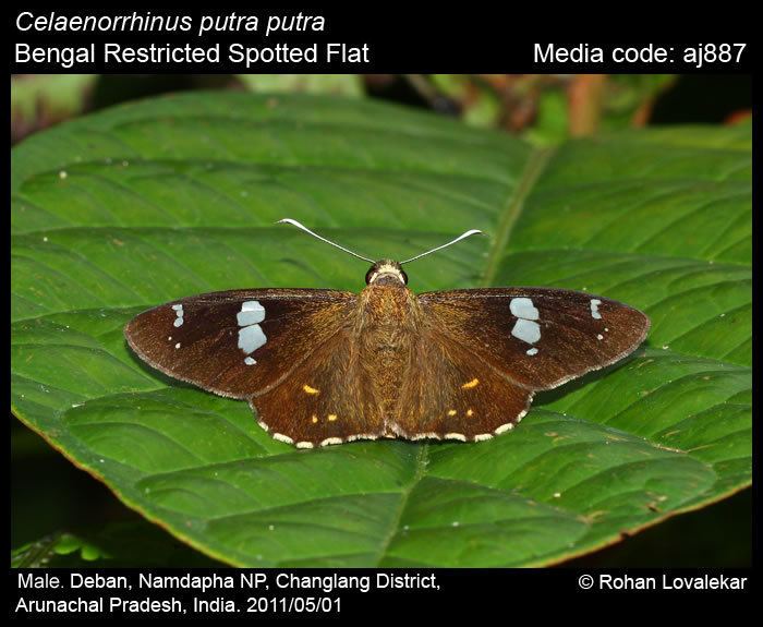 Celaenorrhinus Celaenorrhinus putra Restricted Spotted Flat Butterflies of India