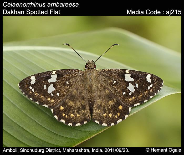 Celaenorrhinus Celaenorrhinus ambareesa Dakhan Spotted Flat Butterflies of India