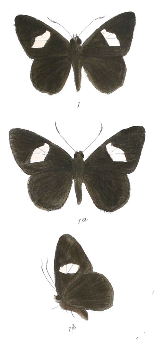 Celaenorrhinus ficulnea