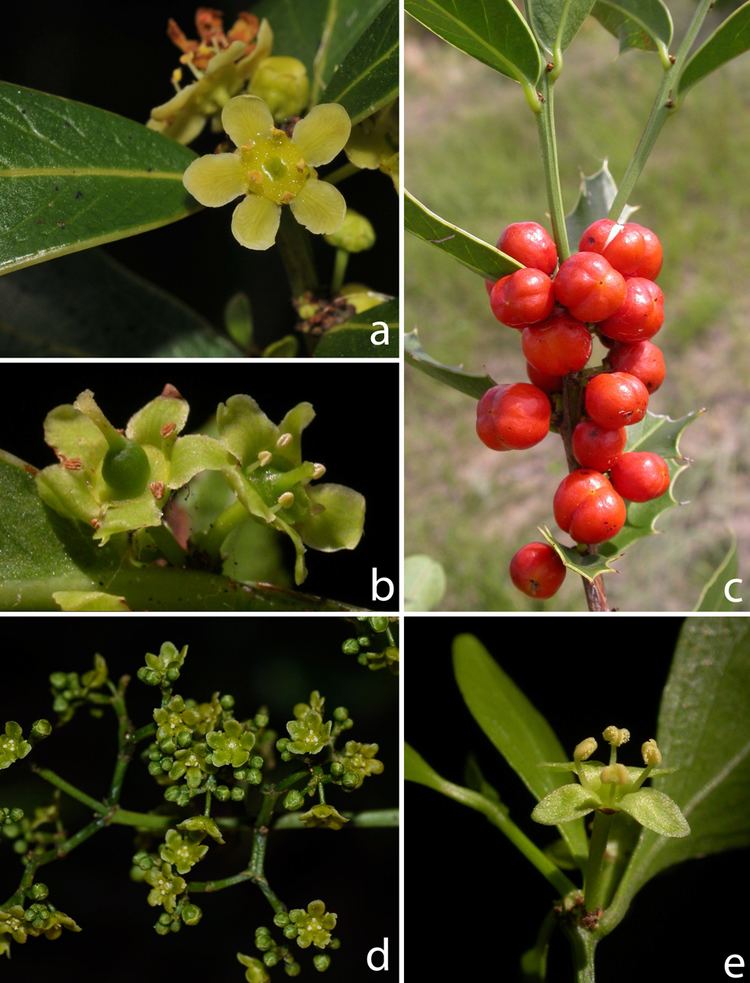 Celastraceae Laboratorio de Sistemtica de Plantas Vasculares Curso SPV