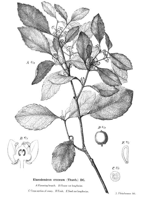 Celastraceae Angiosperm families Celastraceae R Br