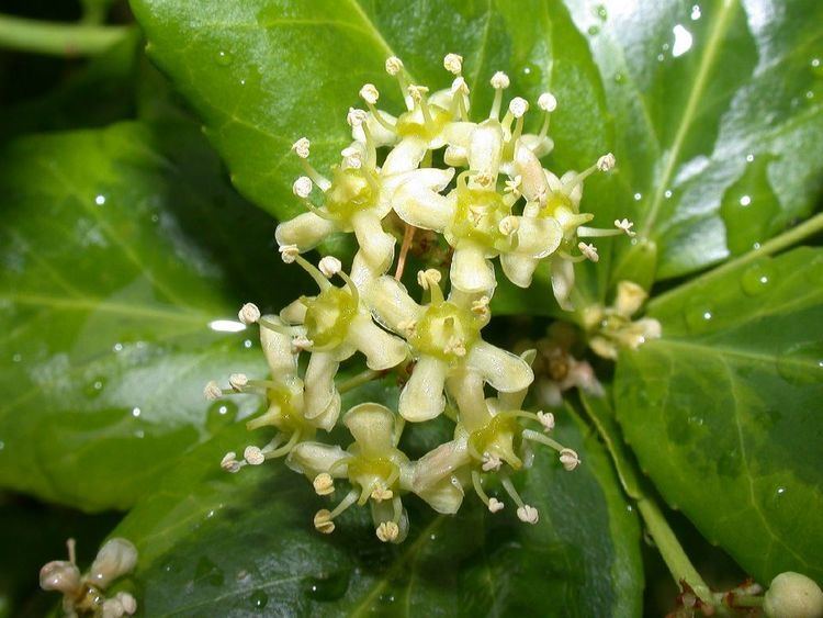 Celastraceae Euonymus fortunei Celastraceae image 3689 at PlantSystematicsorg