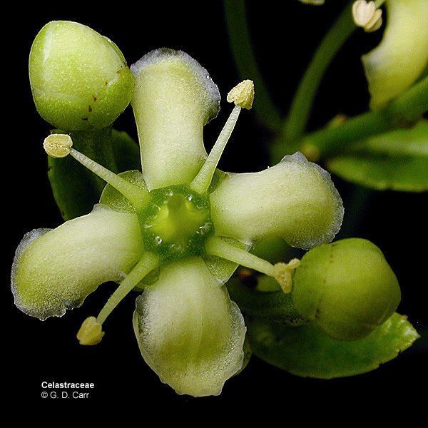 Celastraceae wwwbotanyhawaiiedufacultycarrimagescelastr