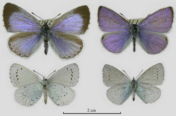 Celastrina Insects of Britain and Ireland butterflies Celastrina