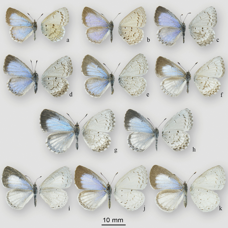 Celastrina What Azure blues occur in Canada A reassessment of Celastrina Tutt