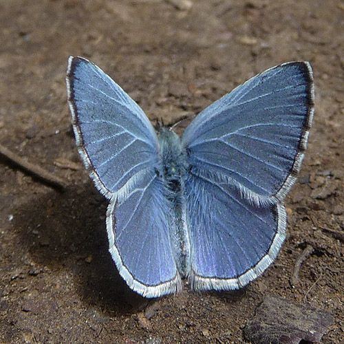 Celastrina ladon Spring Azure Butterfly Celastrina ladon This butterfly can be