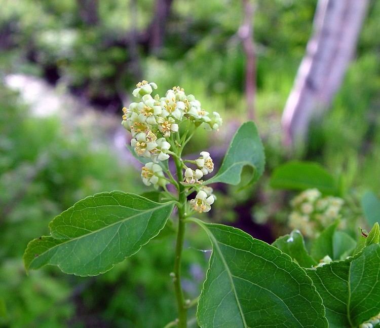 Celastrus Celastrus scandens American bittersweet Go Botany