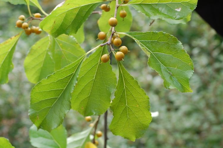 Celastrus Celastrus orbiculatus CLIMBERS