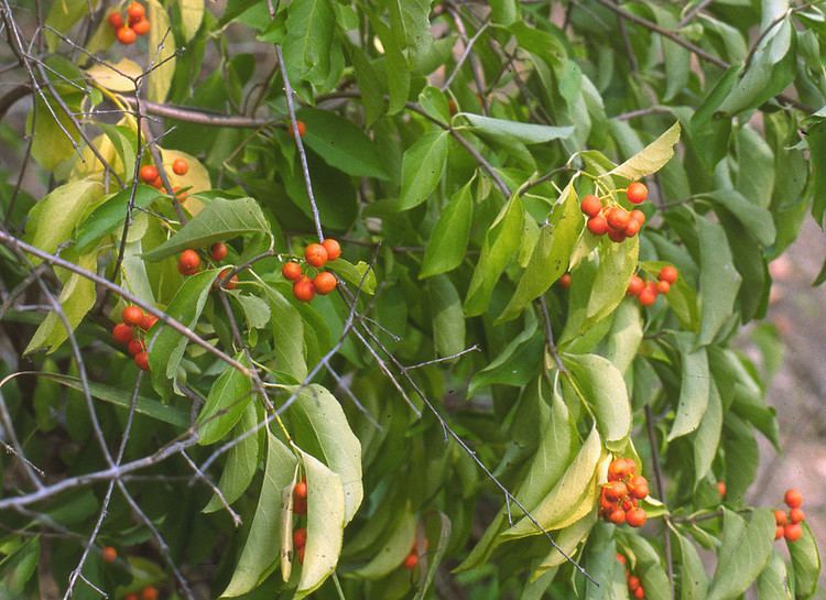 Celastrus Celastrus scandens American bittersweet Go Botany