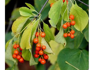 Celastrus scandens wwwwildflowerorgimagearchive320x240RWSRWSI