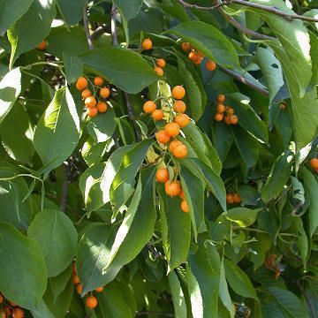 Celastrus scandens Celastrus scandens