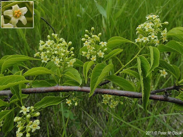 Celastrus scandens Celastrus scandens American Bittersweet Minnesota Wildflowers