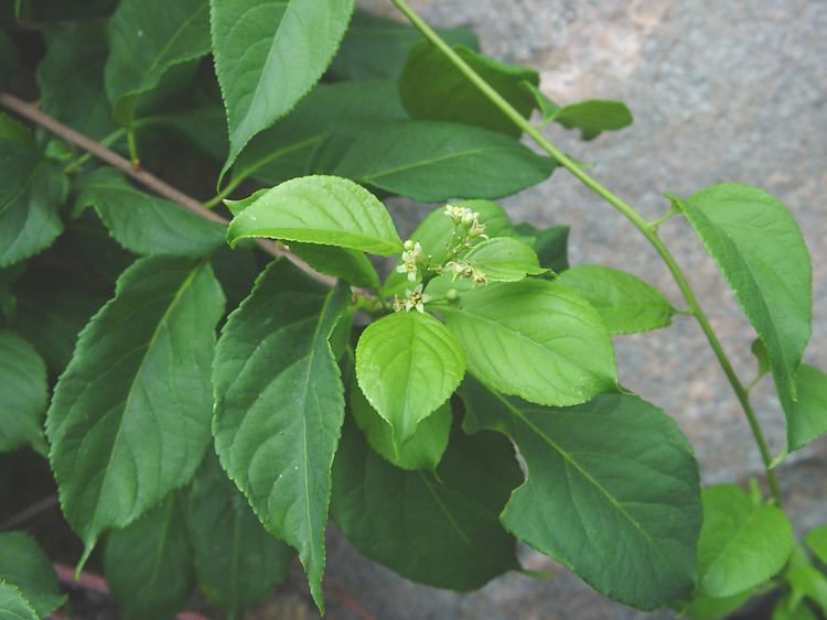 Celastrus scandens Celastrus scandens American bittersweet Go Botany