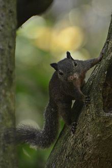 Celebes dwarf squirrel httpsuploadwikimediaorgwikipediacommonsthu