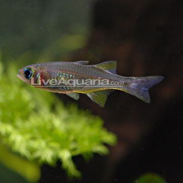 Celebes rainbow Tropical Fish for Freshwater Aquariums Celebes Rainbowfish