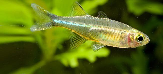 Celebes rainbow Fish profile Celebes Rainbow