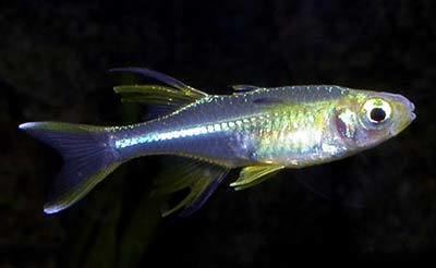 Celebes rainbow Celebes Rainbowfish Marosatherina ladigesi Celebes Sailfin
