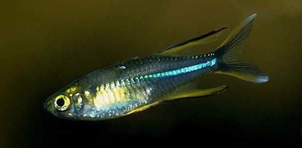 Celebes rainbow Marosatherina ladigesi Celebes Rainbowfish Seriously Fish
