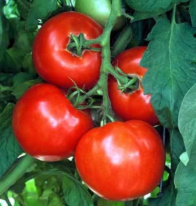 Celebrity tomato Celebrity Hybrid Tomato Seeds Tomato Growers Supply Company