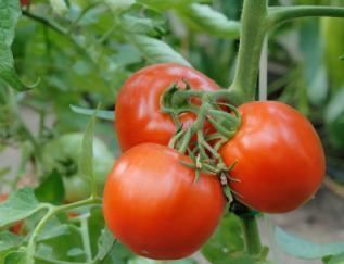 Celebrity tomato Vegetable Garden Seeds Celebrity Hybrid Tomato Allen Sterling