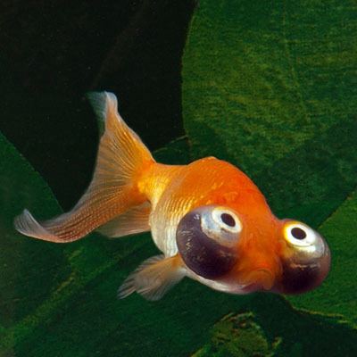 Celestial Eye Celestial Eye Goldfish Carassius auratus for Sale PetSolutions