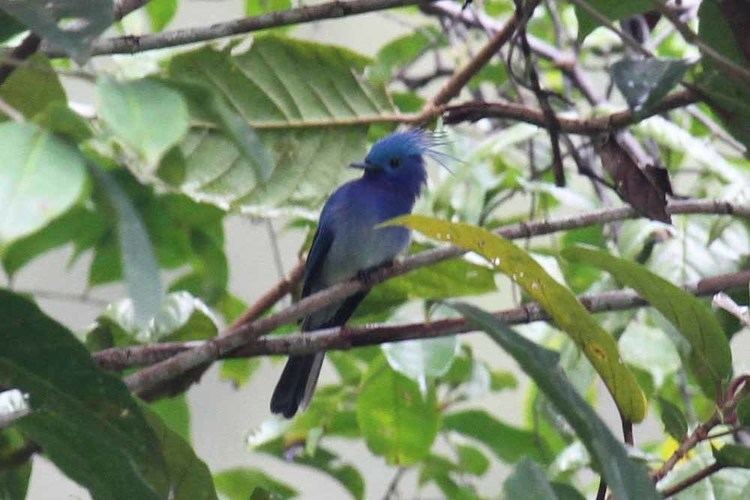 Celestial monarch Celestial Monarch nomadbirder