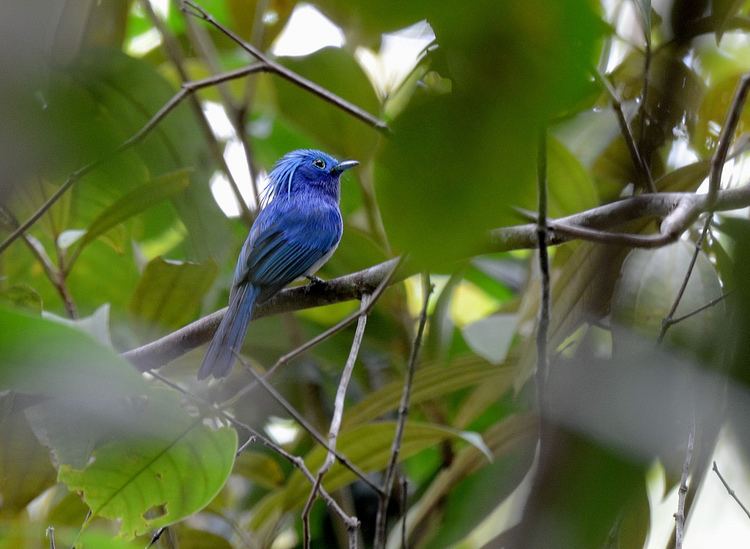 Celestial monarch Celestial Monarch Hypothymis coelestis Bram Demeulemeester Flickr